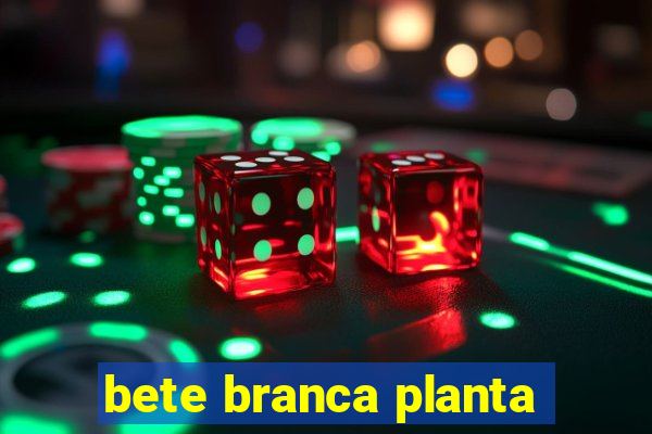 bete branca planta